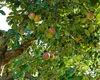 La ce distanță poți planta pomi față de gardul vecinului. Ce spune legea și ce riști dacă nu o respecți