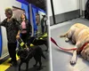 Vrei să iei câinele cu tine în metrou? Iată ce trebuie să știi înainte de asta. Ce se arată în regulamentul Metrorex