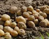 Cu cât a ajuns să se vândă kilogramul de cartofi în piețe, după un sezon secetos: „Trec pe lângă ei și mă uit, doar mă uit”
