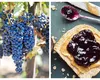 Dulceață de struguri, rețeta vedetă a toamnei. Musafirii vor fi impresionați de acest deliciu