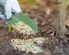 Fertilizarea de toamnă a pomilor fructiferi. Cum se face corect şi ce substanţe trebuie folosite