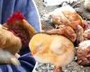 La ce oră se duc găinile la culcare, în funcție de anotimp. Cum se schimbă ora la coteţ!