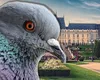 Urlă FOAMEA în români! Austeritatea lui Bolojan îi împinge pe oameni la gesturi extreme: o femeie din Iași a ajuns la Socola după ce a prins un porumbel de pe stradă și l-a mâncat