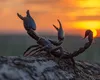 Pasionalul MARTE este în misteriosul SCORPION. Ce MESAJE puternice vor primi aceste ZODII?
