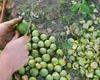 Cinci soluții naturale care îți curăță mâinile de petele negre de la nuci. Sunt foarte ieftine și eficiente
