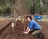 Ce pomi se plantează toamna. Care este perioada ideală pentru a pune pomii în pământ