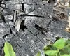 Test IQ viral! Descifrează iluzia optică ce a devenit virală. Dacă poți găsi păianjenul ascuns în poză, ești un geniu
