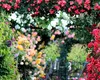Trandafiri înfloriți și parfumați. Ce este bine să pui la rădăcină după jumtatea lunii septembrie. Florarii au dezvăluit trucurile