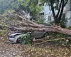 Bucureştiul şi copacii care cad la fiecare furtună: Cum reconstruim un oraş mai sigur şi mai verde