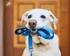 Animalul de companie, considerat „bagaj” de Curtea Supremă a UE! Ce înseamnă asta pentru companiile aeriene