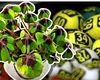 Rezultate Loto 30 octombrie 2025. Report de peste 8,78 milioane de euro la 6/49, categoria I. Avertisment al Loteriei Române referitor la tentativele de fraudă