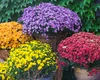 Flori pe care le poți planta toamna. Îți vor colora și înfrumuseța grădina sau balconul