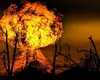 Festivalul Oktoberfest a fost anulat după o explozie. Autoritățile germane sunt în alertă,  s-au găsit mai multe capcane explozive