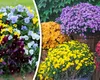 Florile rezistente la frig care pot fi plantate toamna. Aceste plante vor transforma complet aspectul grădinii