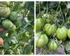 Temperaturile scăzute din octombrie i-au lăsat pe fermieri cu legume necoapte în sere: ”Roșiile sunt acum gogonele de jumătate de kilogram”