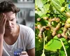 Ce este Hovenia dulcis, remediul tradițional asiatic împotriva mahmurelii ce face senzație. Ingredientul secret care te face ca nou după o seară de băută