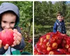 Cât costă merele pe care ți le culegi singur în livada uriașă din Bistrița-Năsăud. Ce mănânci acolo e din partea casei!