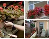 Cum să protejezi mușcatele de pe balcon de îngheț. Trucurile simple care le mențin frumoase până la primăvară