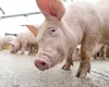 Românii riscă să rămână fără porcul de Crăciun! Avertisment de ultimă oră de la ANSVSA: risc crescut!