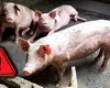 A început goana după porcul de Crăciun! Deja se fac rezervări, cât trebuie să plăteşti ca să nu rămâi fără piftie, friptură şi şorici de Sărbători