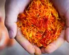 Care este cel mai scump condiment din lume. ”Aurul roșu” se cultivă și în România
