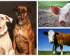 Se pregătește o nouă taxă – pe animale! Unde va fi aplicată și cât se va plăti. Sunt vizate inclusiv patrupedele turiștilor!
