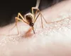 Alertă sanitară într-un oraș mare din România! Un bărbat infectat cu virusul West Nile a murit, alte patru persoane sunt spitalizate