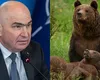 Urșii vor putea fi împușcați imediat și se acordă amenzi de până la 30.000 de lei pentru cei ce îi hrănesc. Ordonanța de Urgență urmează să fie adoptată de către Guvern DOCUMENT