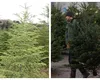 Cu cât vinde Romsilva brazii de Crăciun în 2025. Peste 16.000 de pomi vor fi scoși la vânzare