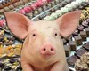Pralinele cu urechi de porc au făcut furori la Târgul de Ciocolată de la Iași. Sortimentele neobișnuite aflate pe lista evenimentului