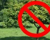 Copacii pe care să nu-i plantezi niciodată lângă casă. Provoacă daune majore, atrag doar necazuri și energii negative