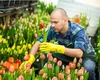 Cât câștigă un român la cules de lalele în Olanda. Nu îți trebuie experiență, salariile sunt uriașe