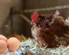De ce găinile depun mai mai puține ouă toamna și cum poți crește producția lor