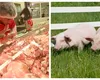 Cât costă porcul de Crăciun la Mega Image, Penny sau LIDL și cât costă direct de la țărani. De unde e mai avantajos să cumperi