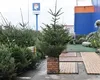Cât costă un brad natural în iarna lui 2025, în magazinele Dedeman, Hornbach sau Leroy Merlin. Românii au început să renunțe la cei artificiali