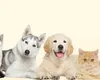 UE schimbă regulile pentru proprietarii de animale: Ce prevede noul proiect legislativ în cazul câinilor și pisicilor
