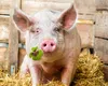 Ce trebuie să faci dacă urmează să tai porcul de Crăciun. Examenul obligatoriu pentru animale, potrivit DSVSA