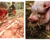 Cât costă porcul de Crăciun cu o săptămână înainte de sărbători în piețe și supermarketuri. Cu cât se vinde porcul în viu direct de la poarta fermei