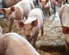 Fermierii din România au cea mai ieftină carne de porc din Uniunea Europeana. Preţul este cu peste 20% mai mic decât anul trecut, în aceeaşi perioadă