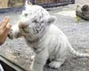 Un pui de tigru alb a murit la grădina zoologică din Craiova. Acesta înghițise o pungă de plastic aruncată de un vizitator