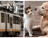 Este OFICIAL! Românii care își plimbă animalele de companie cu tramvaiul sau autobuzul trebuie să le plătească bilet separat