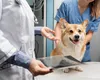Românii care au animale de companie, afectați de măsurile impuse de Bolojan. Medicii veterinari avertizează că multe cabinete s-ar putea închide