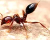 „Furnica electrică” ameninţă Europa. Insecta de doar 1,5 mm distruge culturile şi poate provoca şoc anafilactic