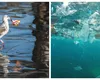 Marea Neagră, poluată cu microplastice. Cercetătorii au găsit plastic în sprot, midii și rapane