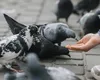 Un notar din Târgoviște a fost amendat după ce a hrănit porumbeii pe domeniul public