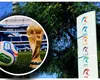 TVR a răspuns oficial ofertei făcute de Antena 1 pentru a prelua o treime din meciurile de la CM 2026. Ce a transmis Adriana Săftoiu, şefa televiziunii publice