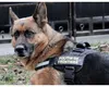 În Poliţie, şi câinii ies anticipat la pensie: Poliția de Frontieră Giurgiu renunţă la un câine „scos din funcțiune” după doar doi ani
