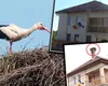 Situație inedită pentru polițiștii dintr-o comună clujeană: sunt ținuți în frig de… o barză. Pasărea și-a făcut cuib pe hornul sediului instituției