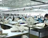 Mai mulți copii din Republica Moldova, exploatați într-o fabrică din Italia. Cel mai mic are 8 ani
