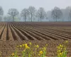 Subvenții APIA 2026. Câți bani încasează agricultorii pentru terenurile lăsate pârloagă